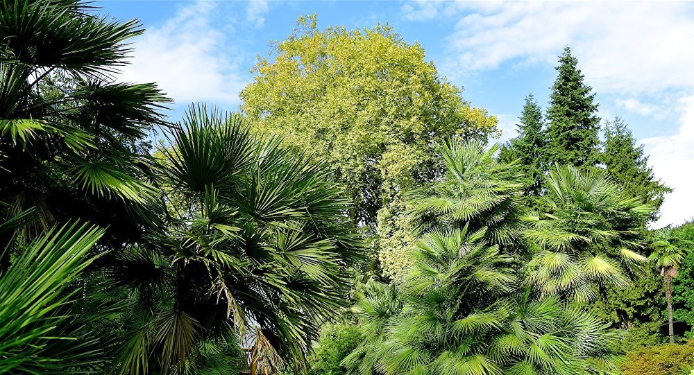 Батумский ботанический сад распахнул двери для посетителей